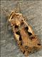 2126 (73.359) Setaceous Hebrew Character